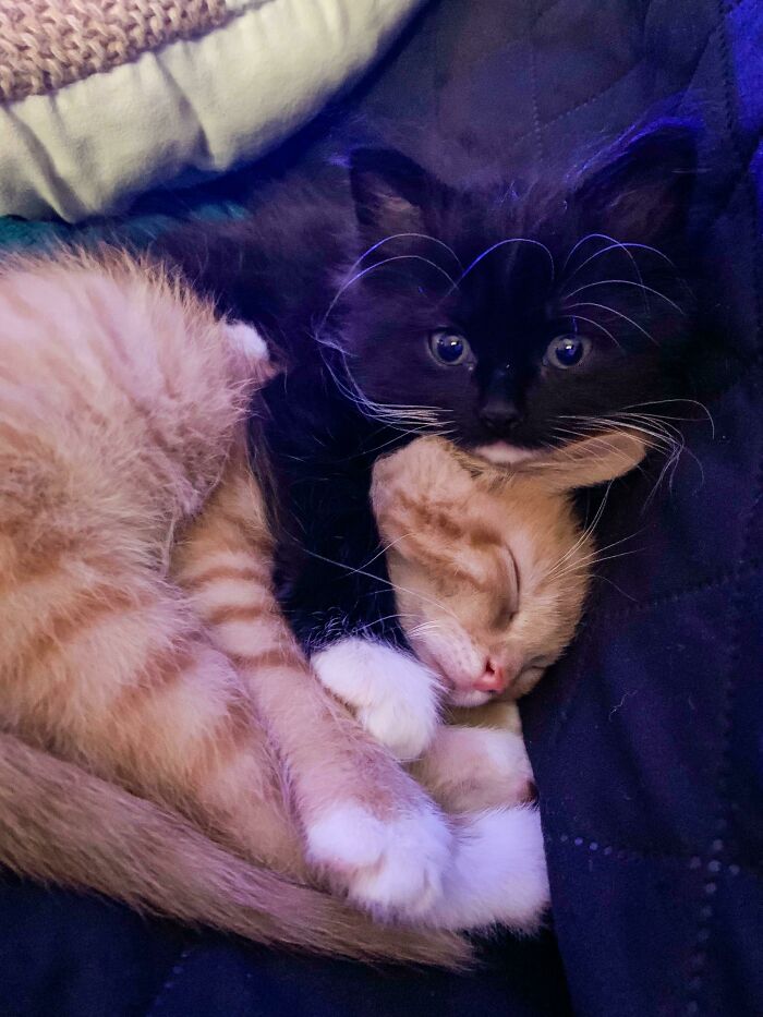 My Lil Luna Always Watches After Her Brother Ichigo While He Sleep….