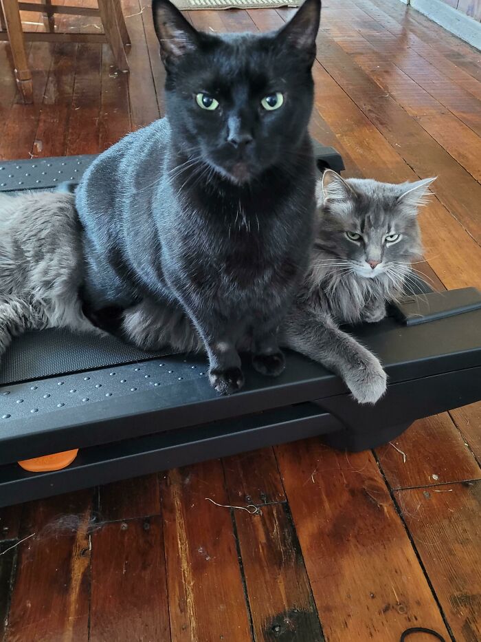 One Enjoys Putting His Butt On Soft Things. The Other Is A Soft Thing