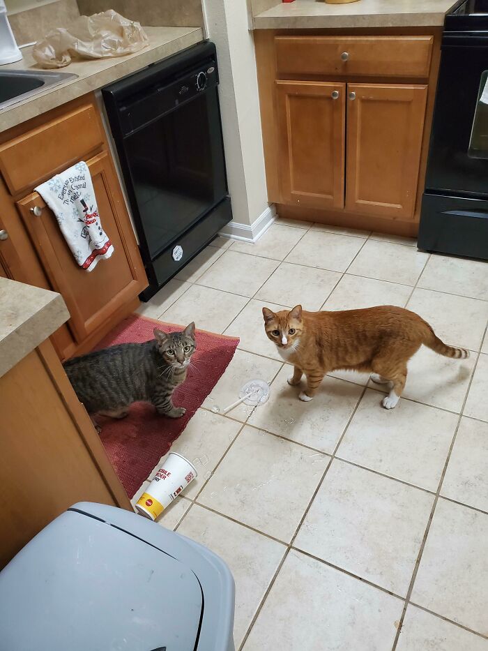 Left My Water On The Counter While I Ran Down To My Car And Walked Back In To Find This