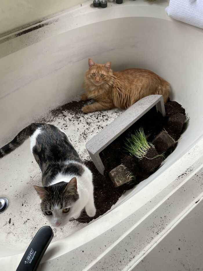 This Is Why I Can’t Have Nice Things