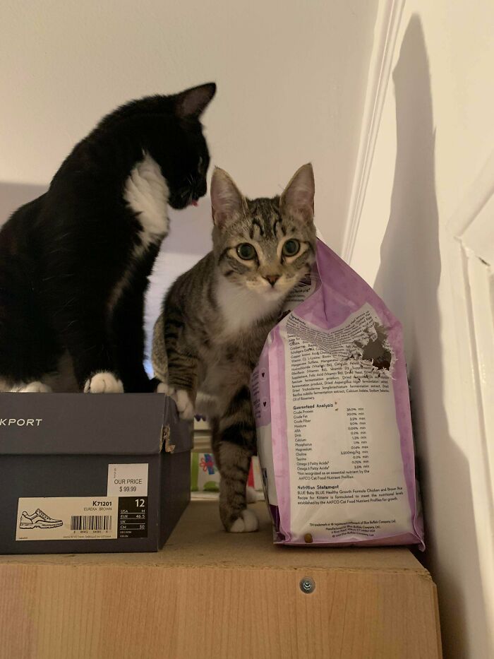 They Had Food In Their Dish, They Just Wanted To Be Assholes