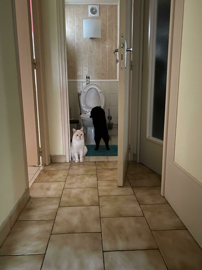 Wtf Are My Cats Doing ?