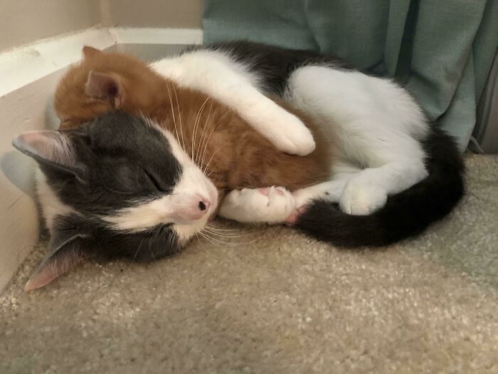 We Got A New Kitten, But I Think Our Cat Got A New Kitten