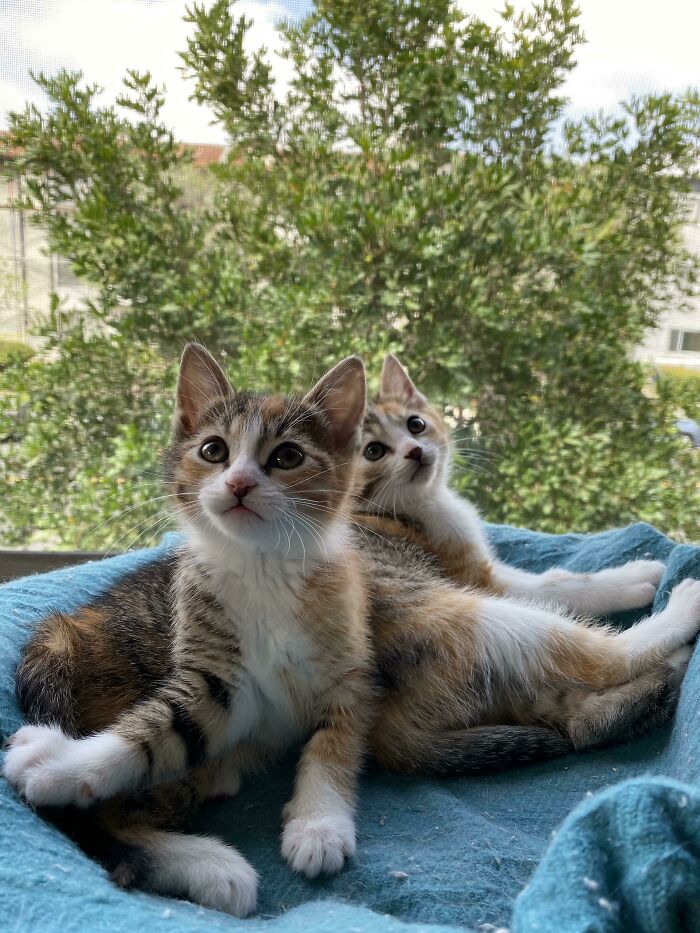 New Fosters Are Perfect Angels