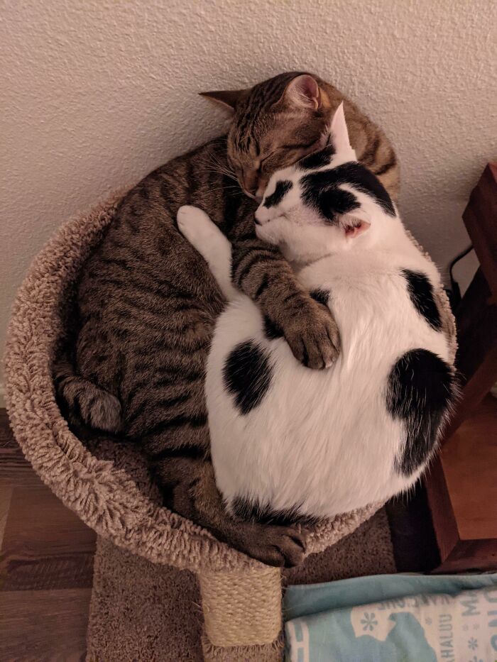 Meet Wasabi + Soba! They've Grown Up Together Since We Rescued Them At 6 Weeks Old 