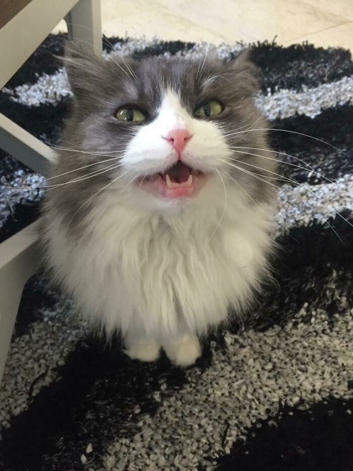 Get Off Your Butt And Feed Me More Wet Food While It’s Fresh Cause I Like To Lap Up All The Yummy Juices And Waste Food By Leaving Lots Of Left And Ask For More, Cuz Juice