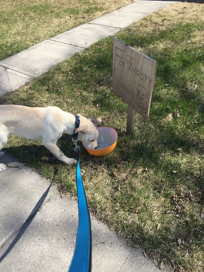 My Neighbors Leave A Bowl Of Water On Their Lawn "For Thirsty Puppies" Ozzy Approves