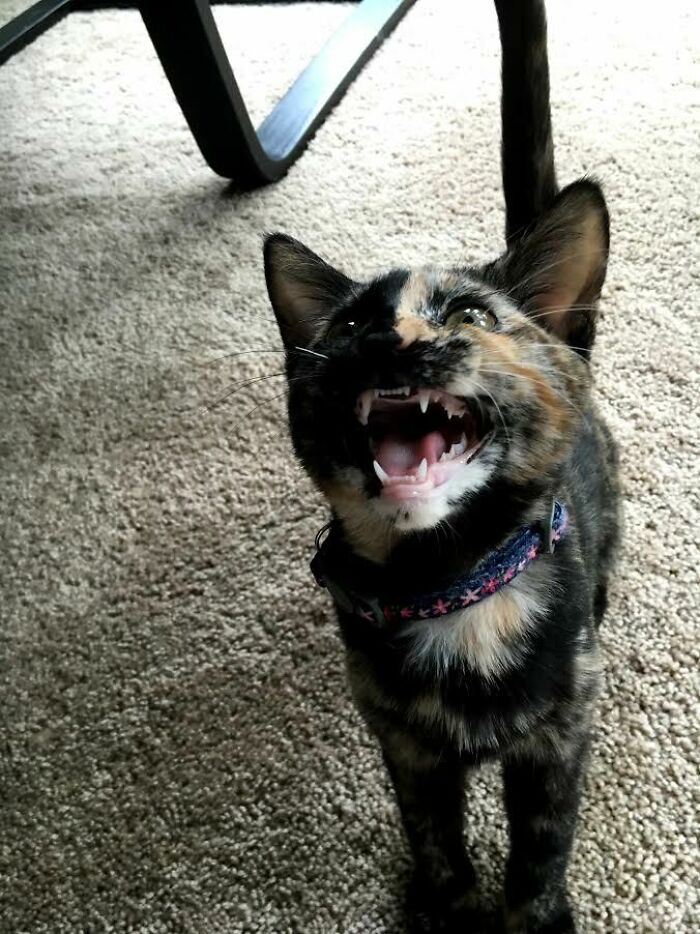 Frodo, Arguing Her Point After She Was Caught Stealing A Full Stick Of Butter