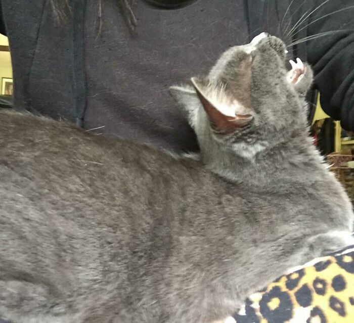 I Stopped Petting Her For One Second