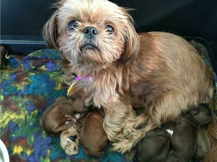 My Frugal Daughter Got The Most Dog For Her Money By Unknowingly Adopting A Pregnant Pooch! Any Frugal Tips For Raising Puppies?