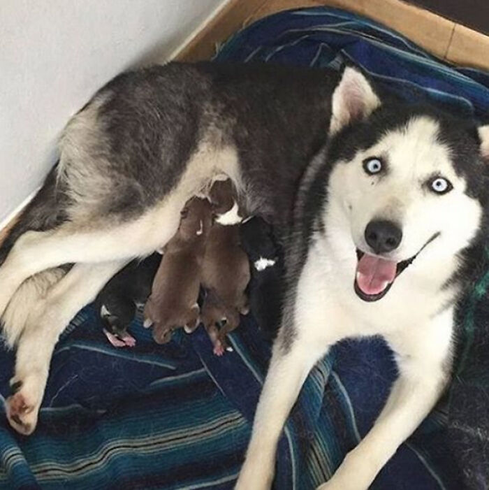 Proud Mama Dog