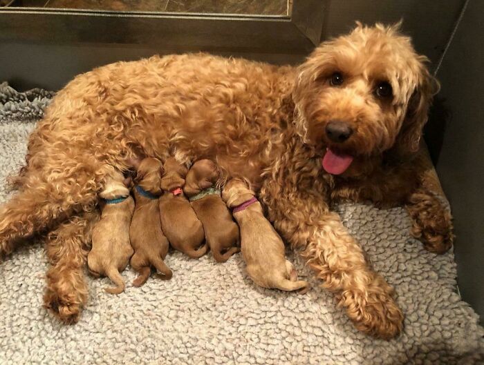 My Friend’s Dog Is Now A Proud Mama Of Five