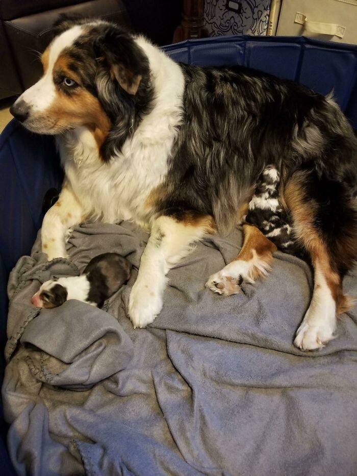 Bella The Proud New Mom