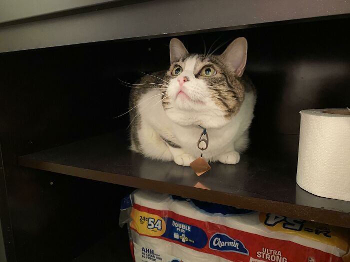 Persephone Was Rescued From An Abusive Home, Now She's Happy And Healthy (And She Guards My Toilet Paper)