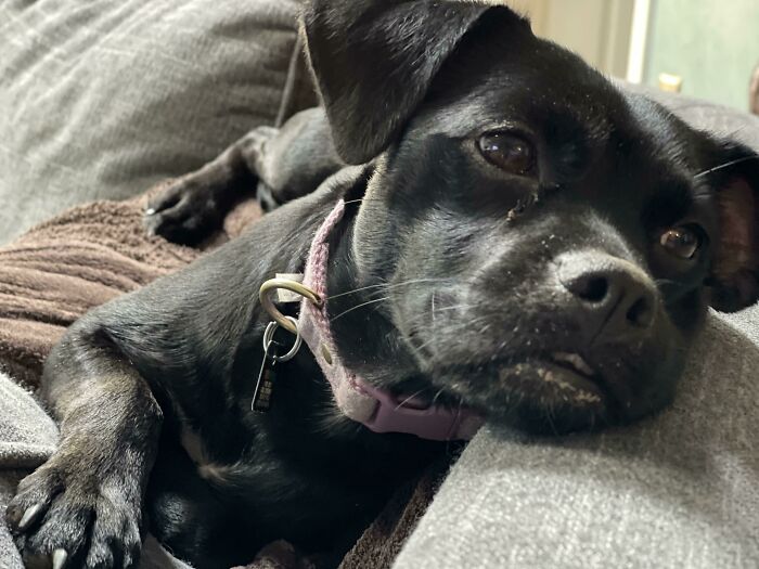 Brought This Girl Home 8 Days Ago, I Think She’s Comfortable