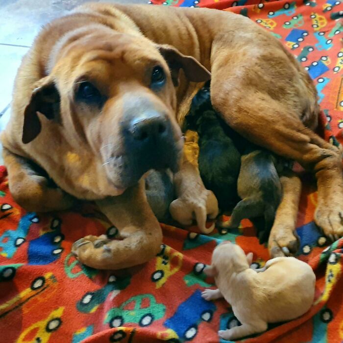 Proud Mom Dog With Her New Born Puppies. The Dark Female In The Middle Has Been Named Wednesday
