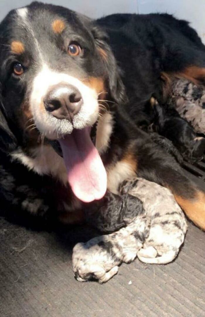 Proud Mom With Her New Bernedoodle Puppies