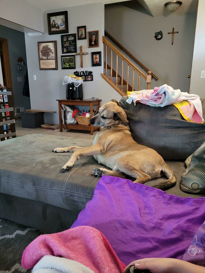 We Adopted This Loveable Rescue Dog Last Saturday. Here He Is, Being A Derp