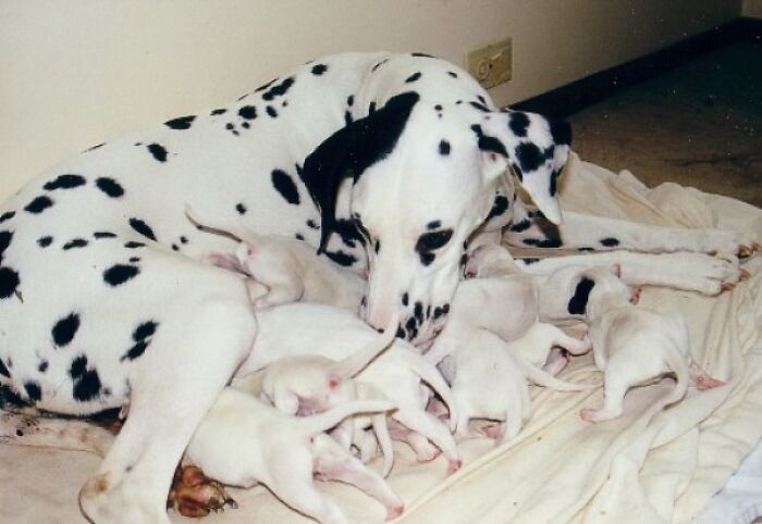 Proud Mom And Babies