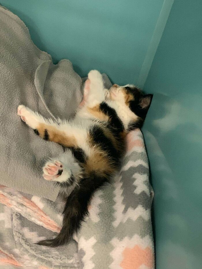 My First Ever Kitten, Sushi! Adopted Her After Being Abandoned. Getting Her Checked Out In Vet