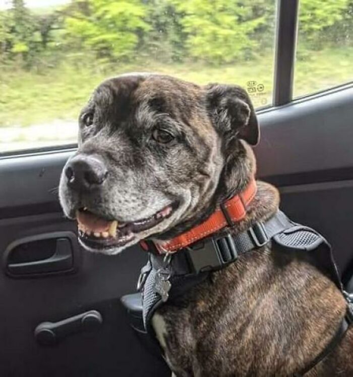 We Adopted This Guy Recently. 13 Years Old, Deaf And His Back Legs Aren't What They Used To Be. He's Been An Absolute Barrel Of Joy And Makes Me Laugh Every Day. Adopt An Older Pupper If You Can - They've Got A Hell Of A Lot To Offer