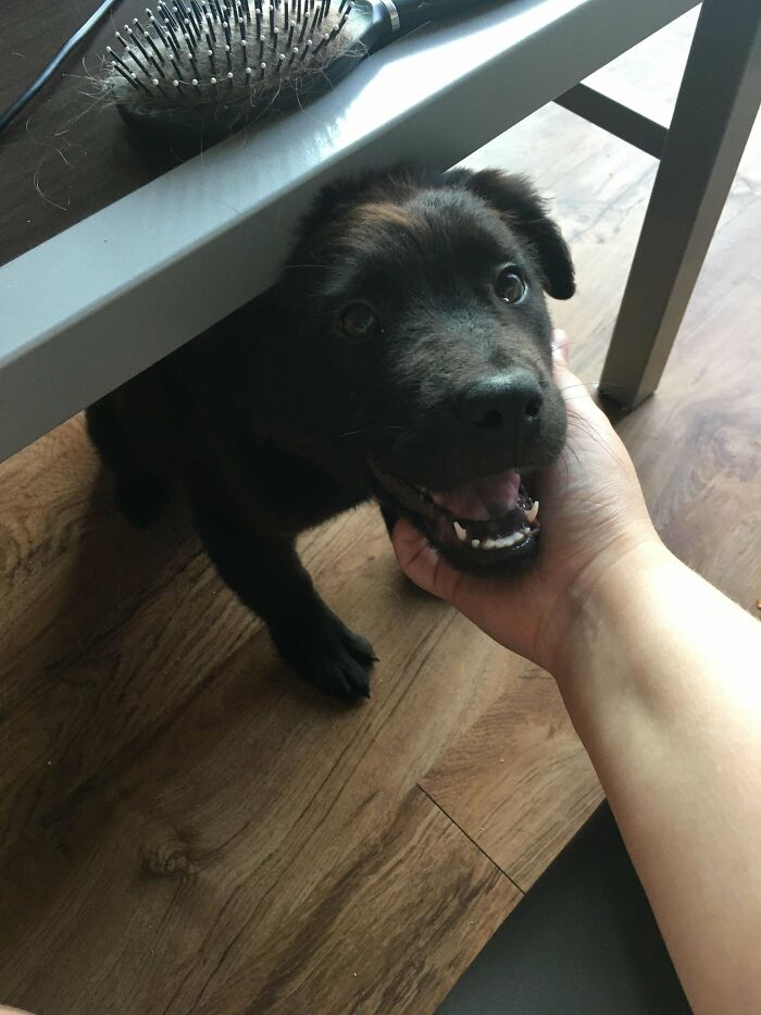 Adopted Mari From Shelter! Best Decision Ever! She Needed A Forever Home