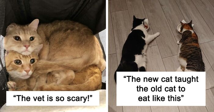 50 Pics That Are Proof Two Cats Are Better Than One