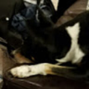 jonathonhenry avatar