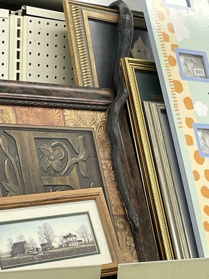 Saw A Live Snake In The Local Goodwill Store