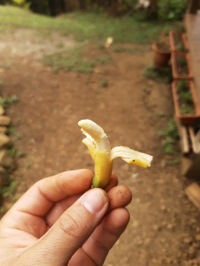 This Tiny Banana I Harvested Today