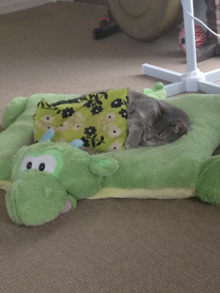 Someone Had The Nerve To Say We Spoil Our Cat