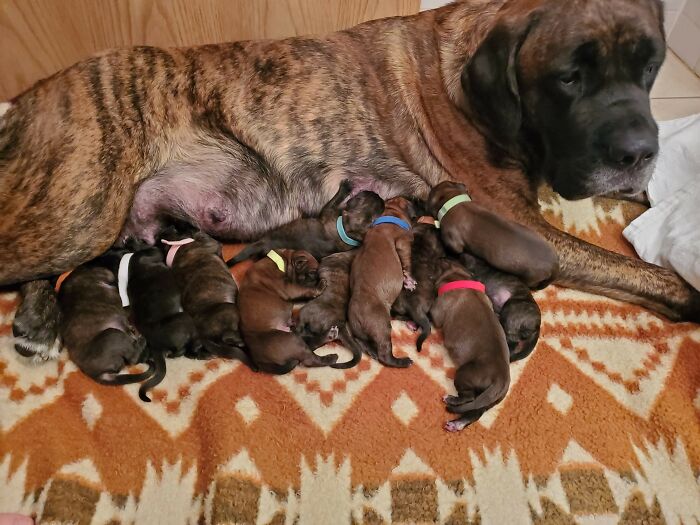My Moms Dog Had Puppies