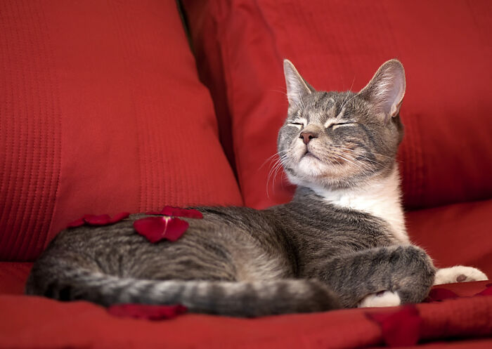 My Cat Is So Spoiled