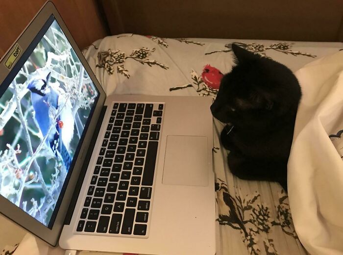 I Spoil My Cat But That’s Okay Because I Love Him So Much