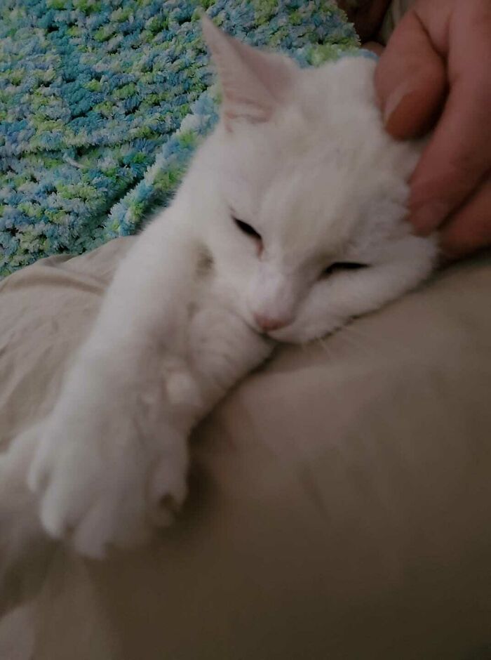 This Is Puddin And Sleeps With Us Every Night Just Like This. Head On Pillow And Partially Covered Up. "Spoiled" She Is