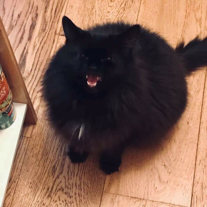 The Void Demands Crunchies