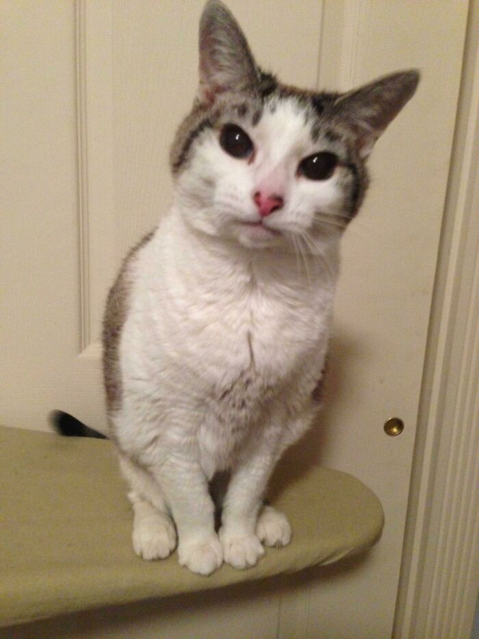 This Is Edie. She's 23, Yowls Randomly In The Middle Of The Night And Demands Constant Attention, But Shes Aight