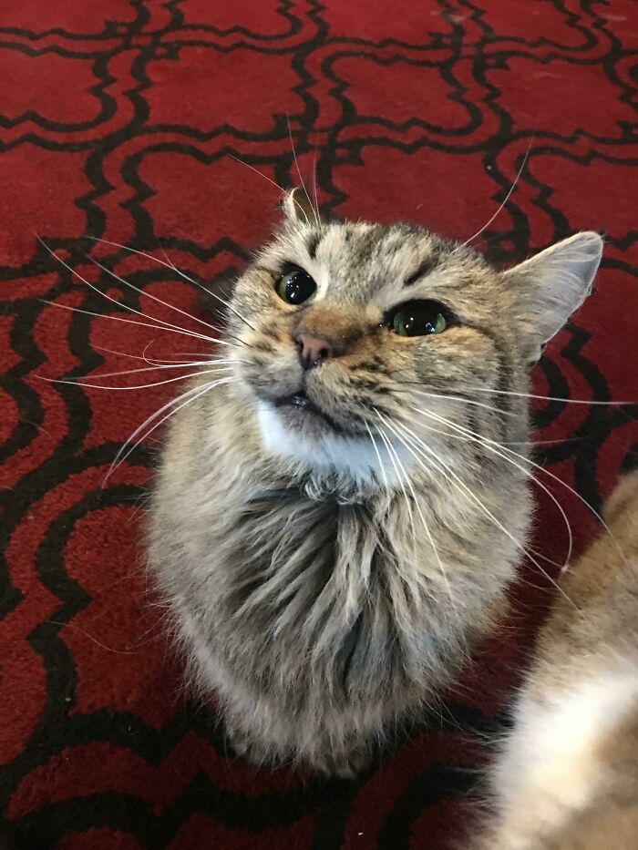 I’m Not Normally A Cat Person, But While Having My Dogs Nails Trimmed This Gentlemen Demanded Scratches. 10/10 Good Catto