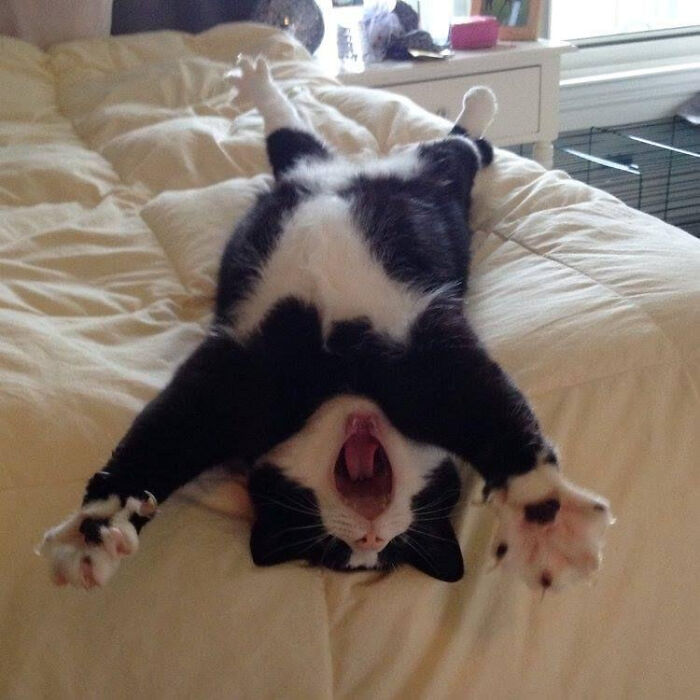 He Demands Belly Rubs