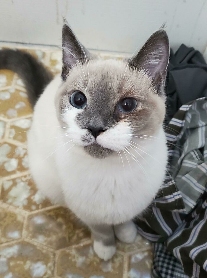 Kilo Demands To Come In The Bathroom With Me So He Can Stare Lovingly At Me While I Pee