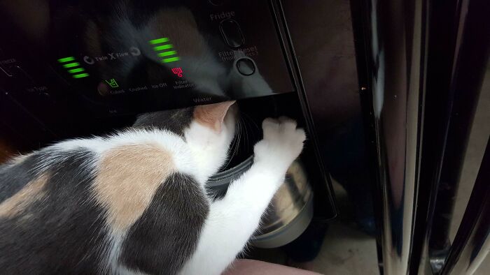 My Kitten Has A Weird Obsession With Our Fridge's Water Dispenser And Demands To Be Held To Do This Every Time It's Used. She Doesn't Drink, She Just Stares