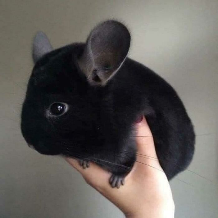 The Void Bean