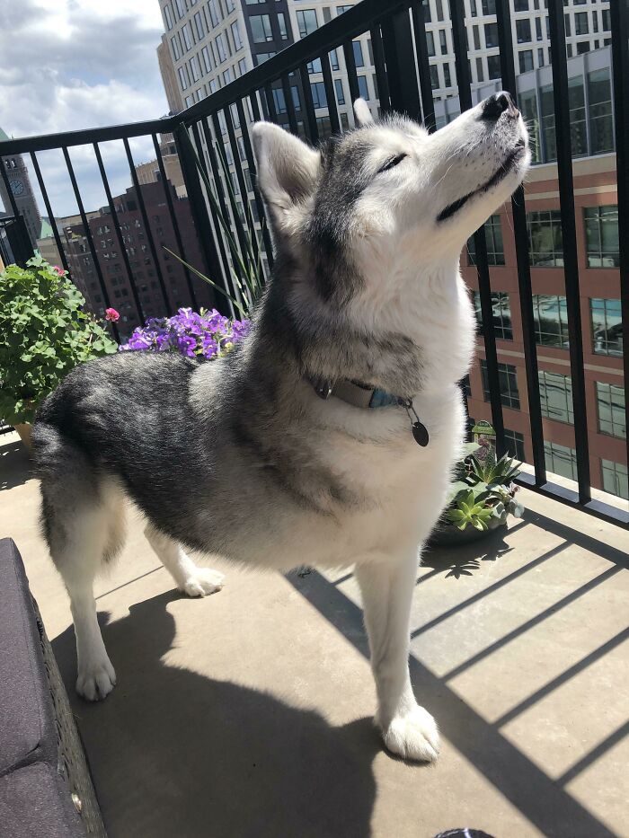 King Of The Tripods 🤣 (And This Household)