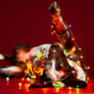 dorothybehjatnia avatar