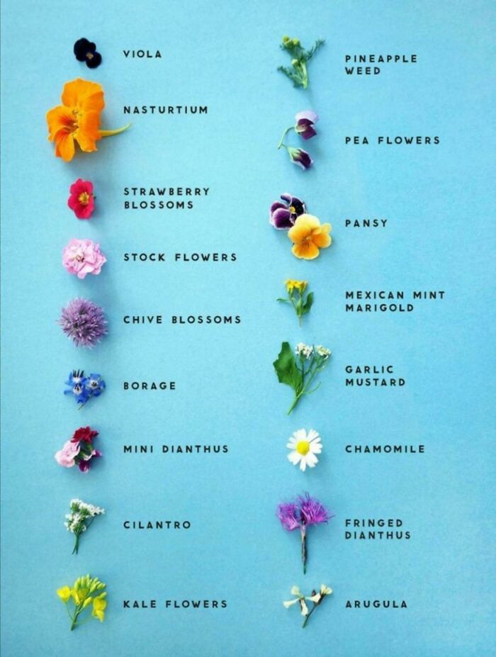 Edible Flowers