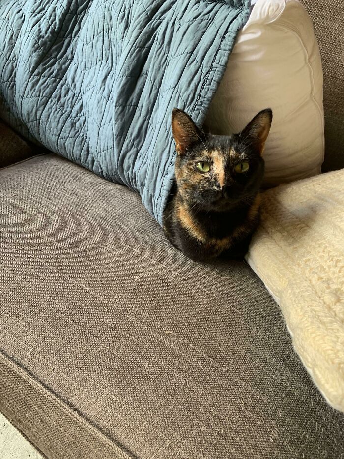 Found A Fuzzy Snake In My Pillow!