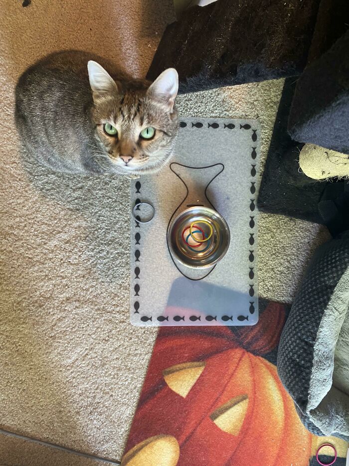Weirdo Keeps Throwing Hair Ties In His Water And Food Bowls