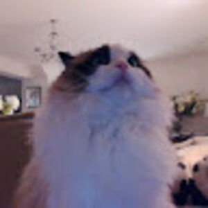 annabellebailey avatar