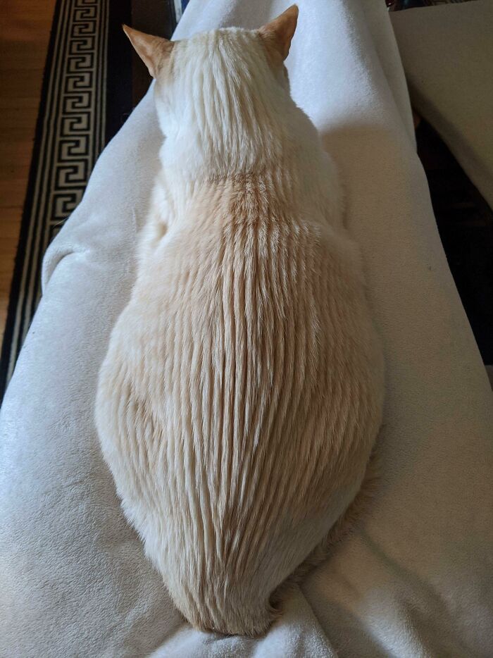 He Loves Getting Raked By The Back Scratcher. He Is My Zen Garden