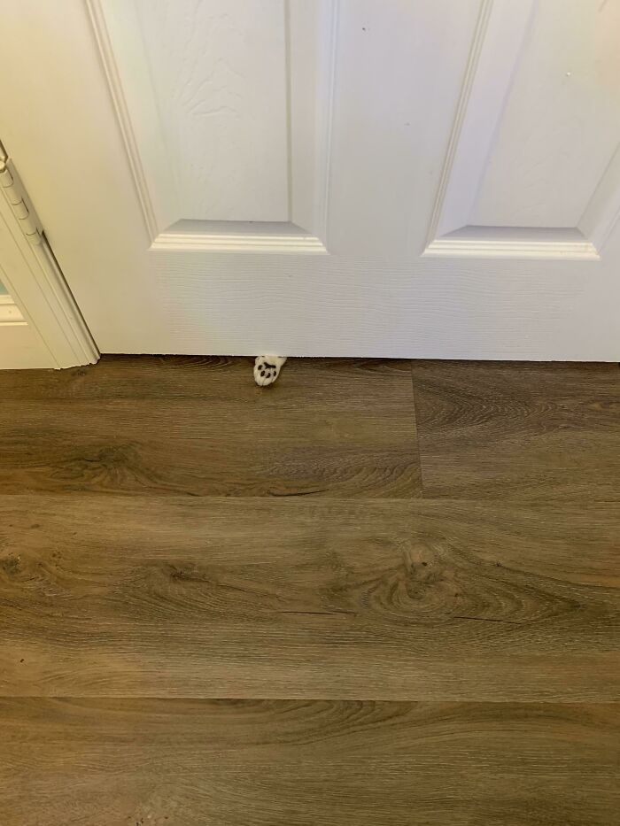 Me: Closes A Door. My Cat: